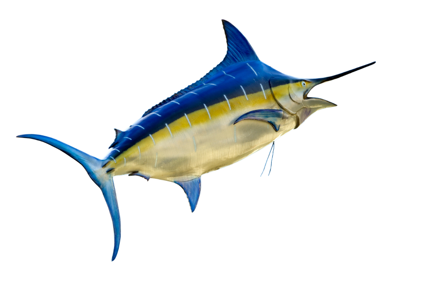 Marlin